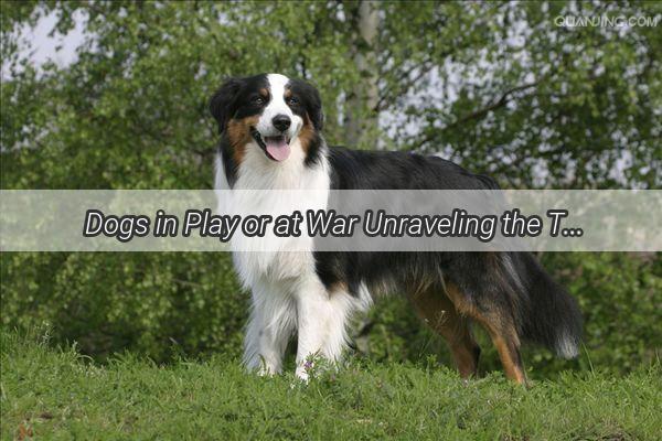 Dogs in Play or at War Unraveling the Tale of TailWagging Tensions